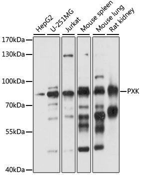 PXK Rabbit Polyclonal Antibody