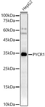 PYCR1 Rabbit Polyclonal Antibody