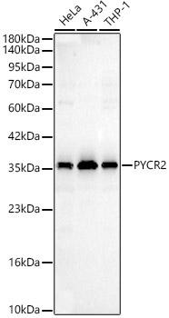 PYCR2 Rabbit Polyclonal Antibody