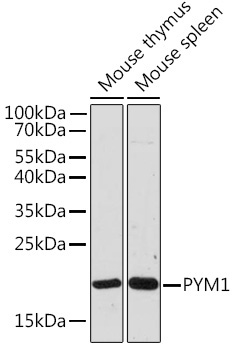 PYM1 Rabbit Polyclonal Antibody