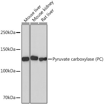 Pyruvate carboxylase (PC) Rabbit Monoclonal Antibody