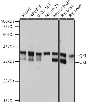 QKI Rabbit Monoclonal Antibody