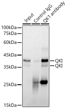 QKI Rabbit Monoclonal Antibody - Image 2