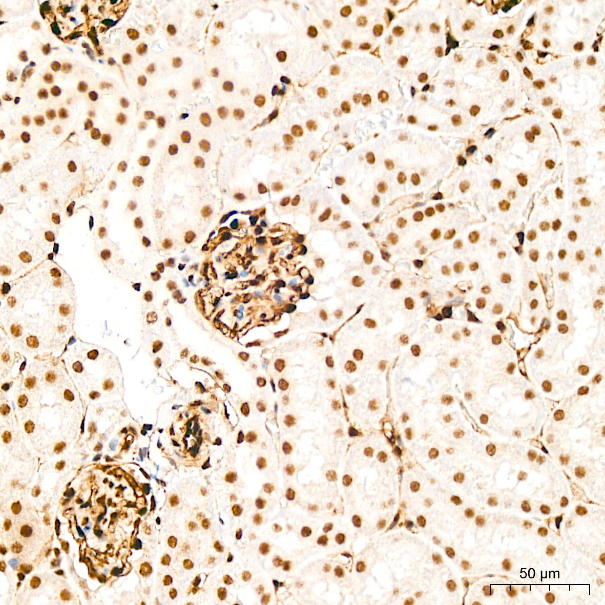 QKI Rabbit Monoclonal Antibody - Image 7