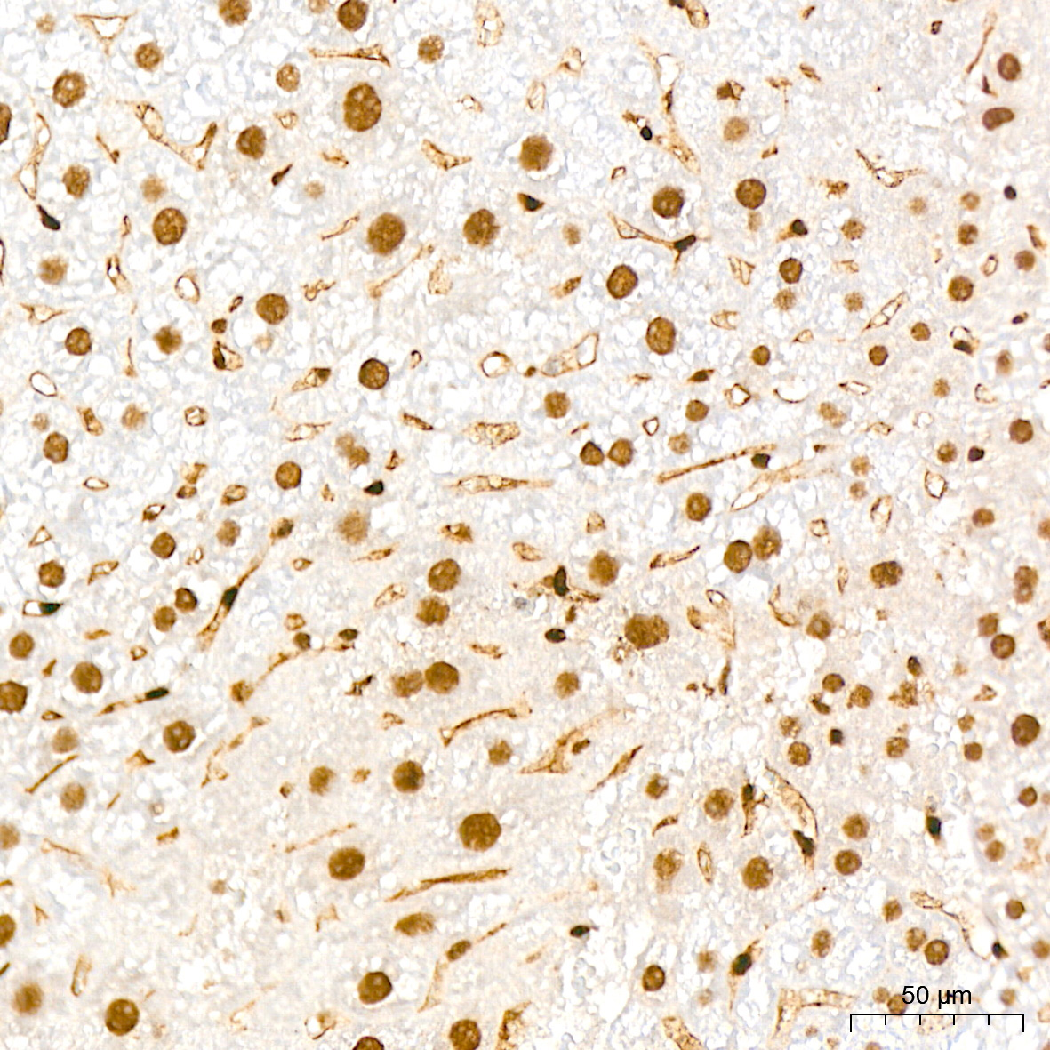 QKI Rabbit Monoclonal Antibody - Image 8