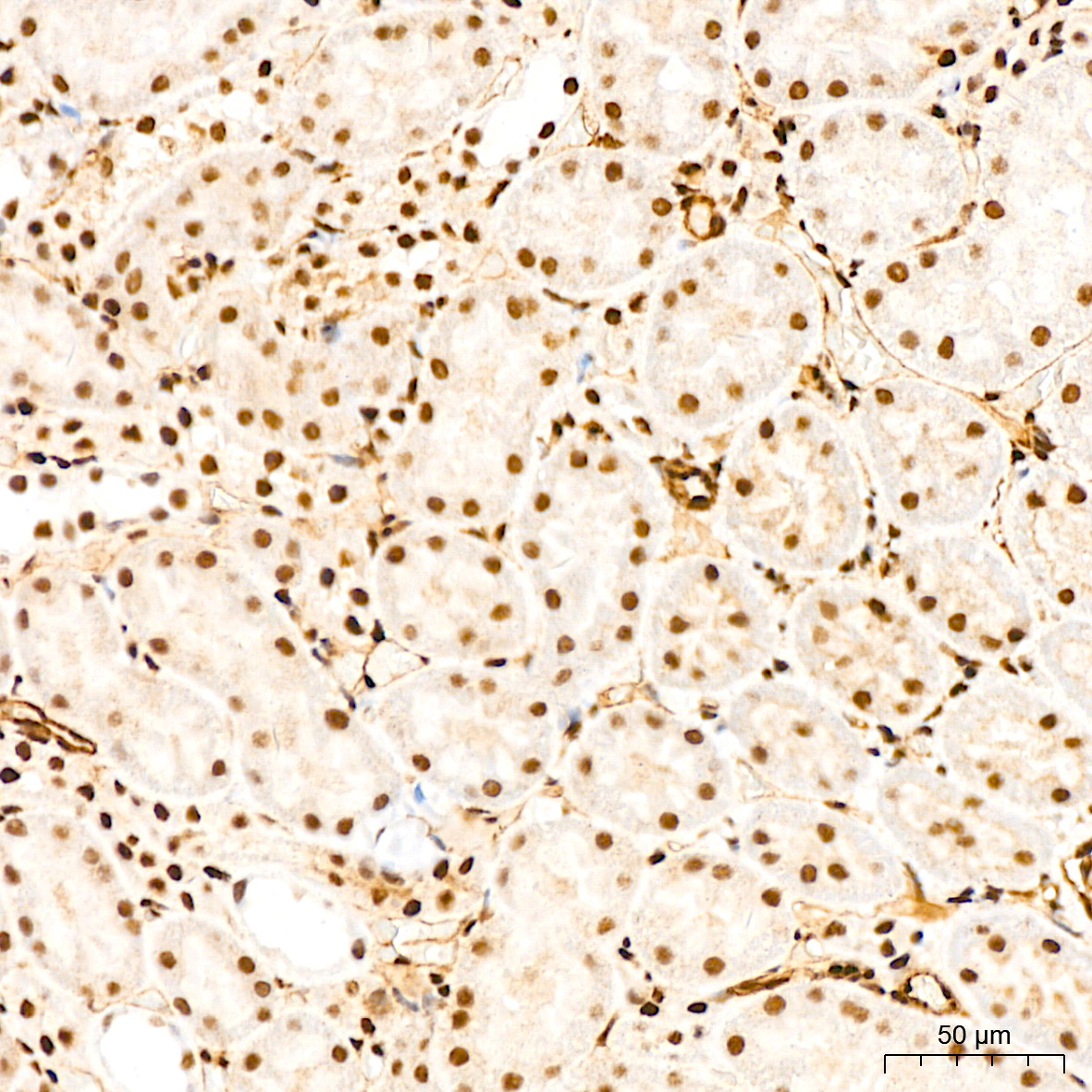QKI Rabbit Monoclonal Antibody - Image 9