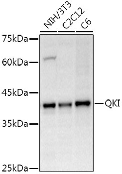 QKI Rabbit Polyclonal Antibody