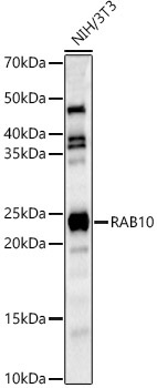 RAB10 Rabbit Polyclonal Antibody