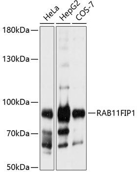 RAB11FIP1 Rabbit Polyclonal Antibody