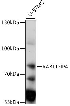 RAB11FIP4 Rabbit Polyclonal Antibody
