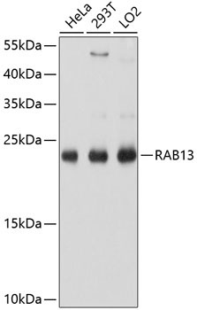 RAB13 Rabbit Polyclonal Antibody