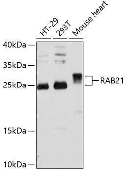 RAB21 Rabbit Polyclonal Antibody