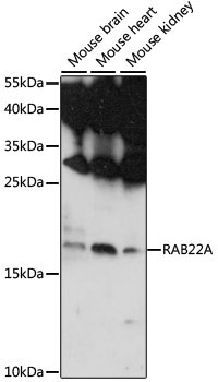 RAB22A Rabbit Polyclonal Antibody