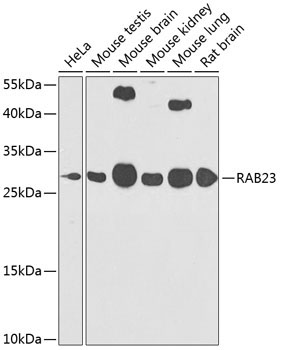 RAB23 Rabbit Polyclonal Antibody