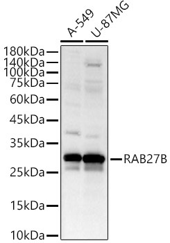 RAB27B Rabbit Polyclonal Antibody