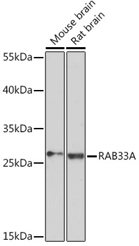 RAB33A Rabbit Polyclonal Antibody
