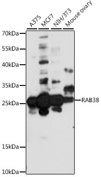 RAB38 Rabbit Polyclonal Antibody