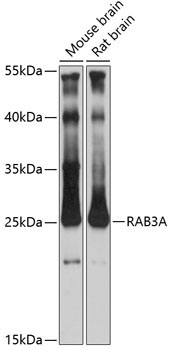 RAB3A Rabbit Polyclonal Antibody
