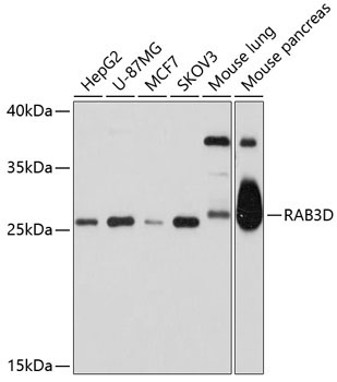 RAB3D Rabbit Polyclonal Antibody