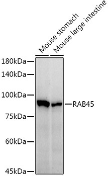 RAB45 Rabbit Monoclonal Antibody - Image 2
