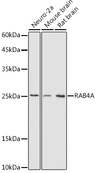 RAB4A Rabbit Polyclonal Antibody