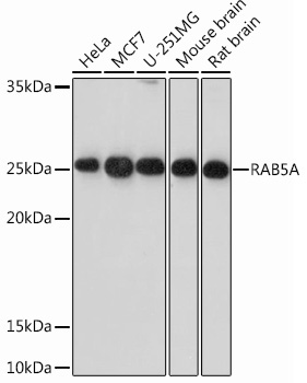 RAB5A Rabbit Monoclonal Antibody