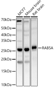 RAB5A Rabbit Polyclonal Antibody