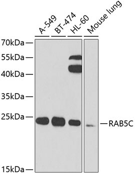 RAB5C Rabbit Polyclonal Antibody