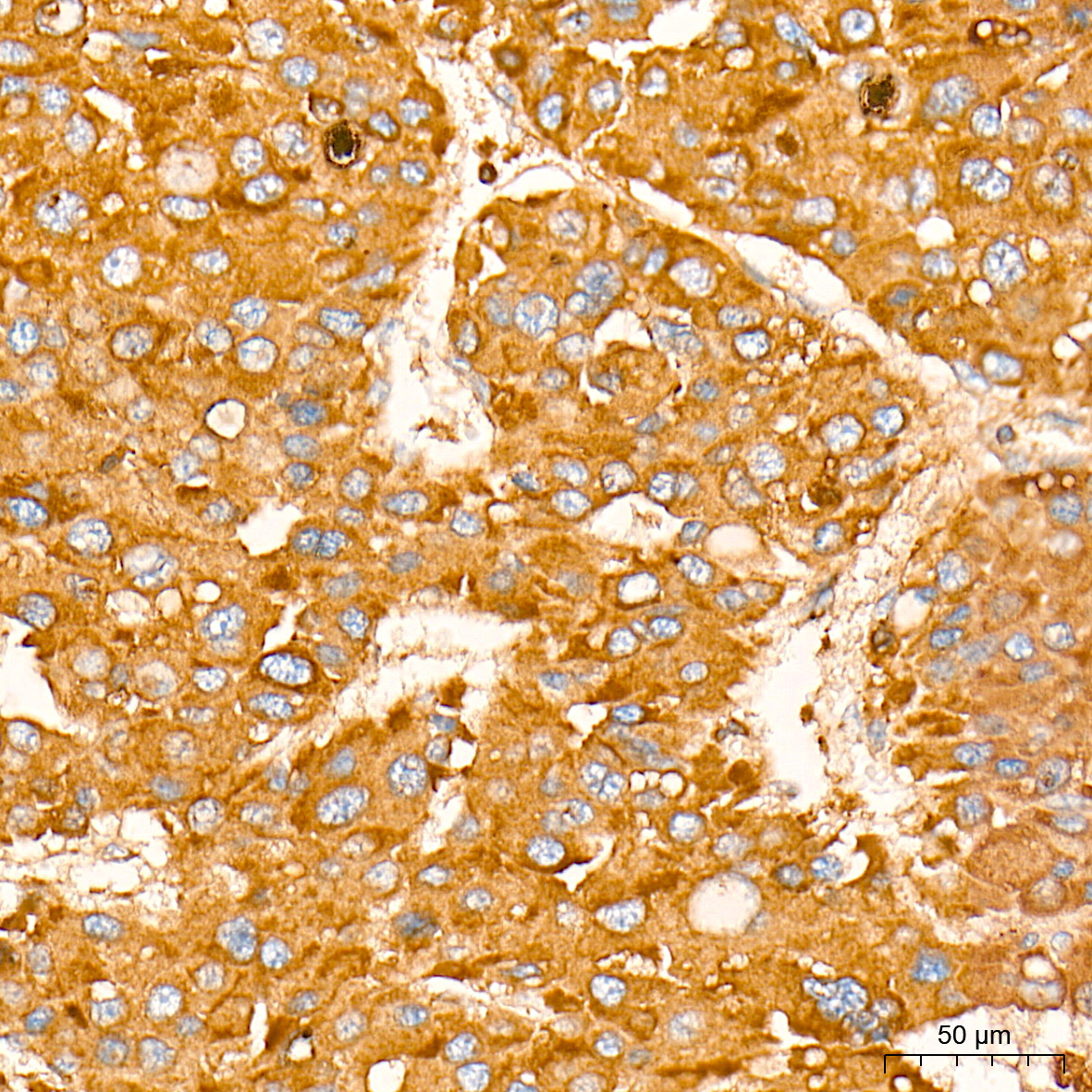 RAB7 Rabbit Monoclonal Antibody - Image 9