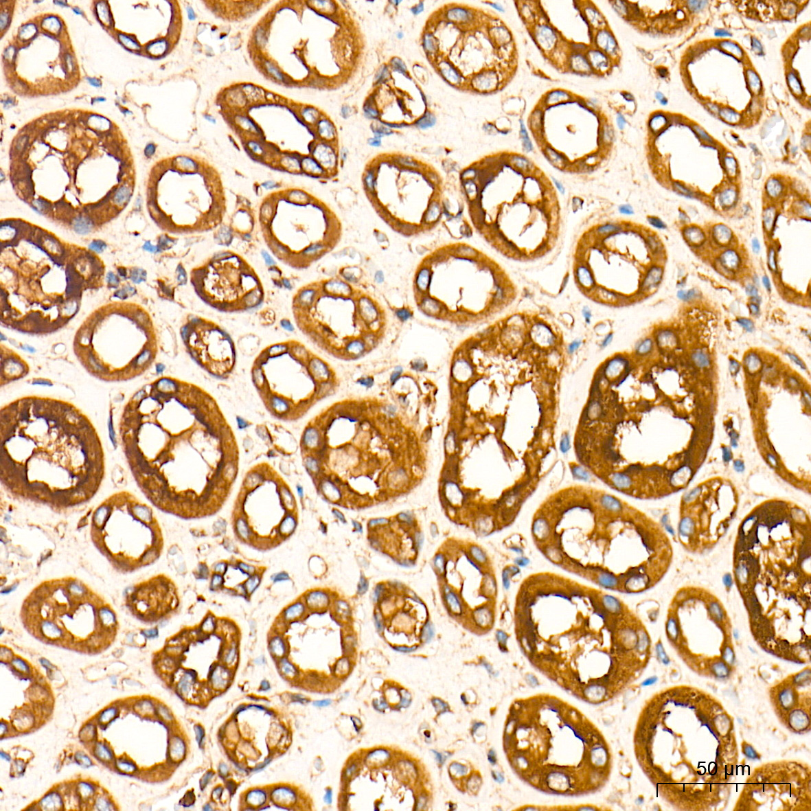 RAB7 Rabbit Monoclonal Antibody - Image 10