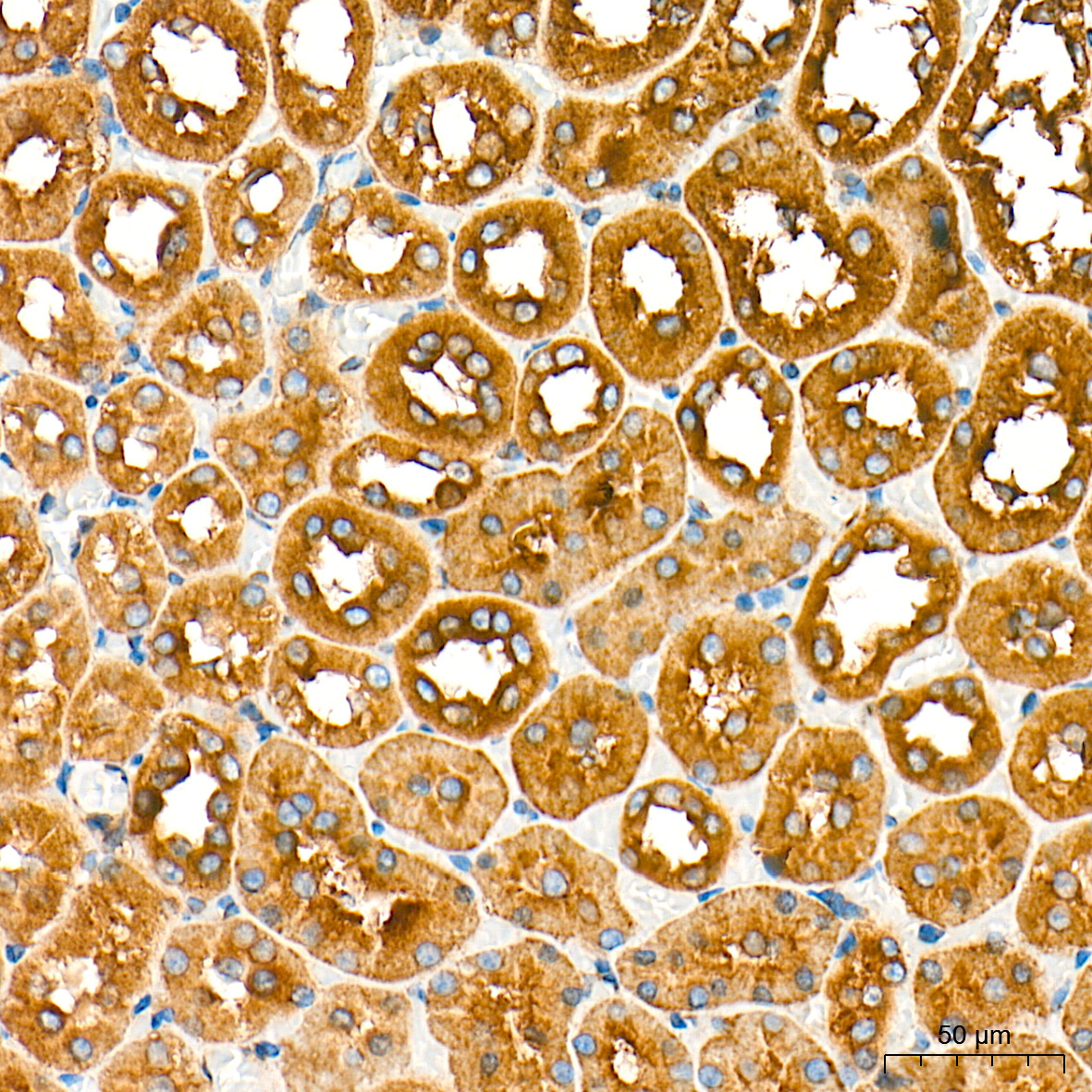 RAB7 Rabbit Monoclonal Antibody - Image 12