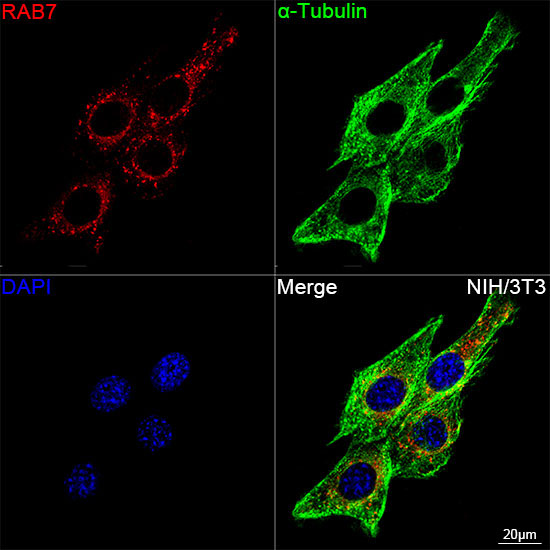 RAB7 Rabbit Monoclonal Antibody - Image 14
