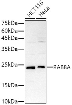 RAB8A Rabbit Polyclonal Antibody