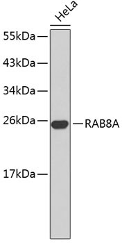 RAB8A Rabbit Polyclonal Antibody