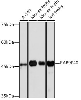 RAB9P40 Rabbit Monoclonal Antibody