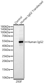 Rabbit Anti-Human IgG2 (Fc) Monoclonal Antibody