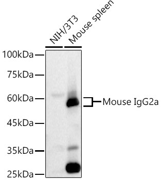 Rabbit Anti-Mouse IgG2a