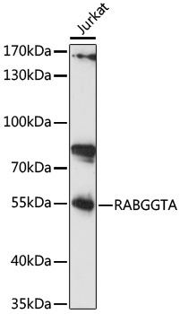 RABGGTA Rabbit Polyclonal Antibody