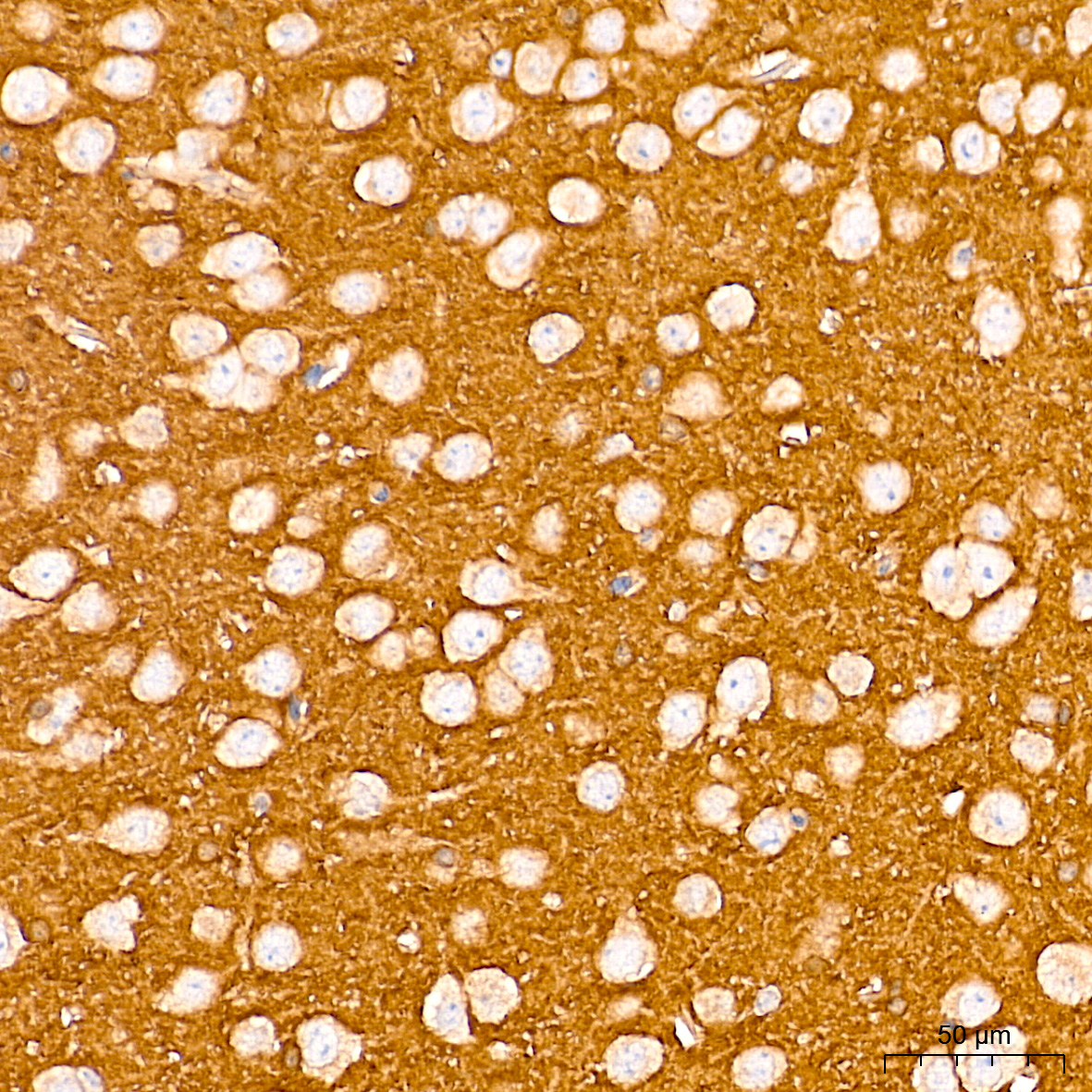 Rac1/2/3 Rabbit Monoclonal Antibody - Image 2