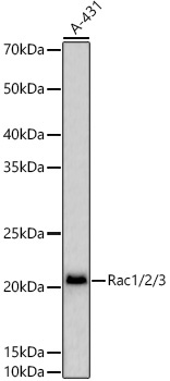 Rac1/2/3 Rabbit Polyclonal Antibody