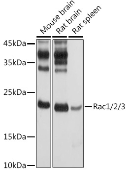 Rac1/2/3 Rabbit Polyclonal Antibody