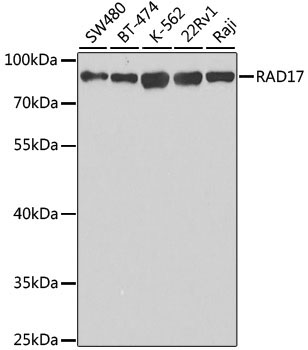RAD17 Rabbit Polyclonal Antibody