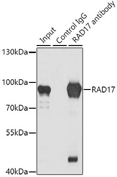 RAD17 Rabbit Polyclonal Antibody - Image 2