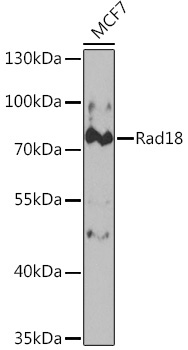 Rad18 Rabbit Polyclonal Antibody