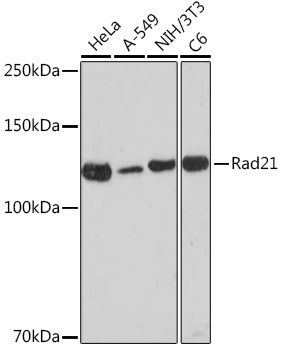 Rad21 Rabbit Monoclonal Antibody