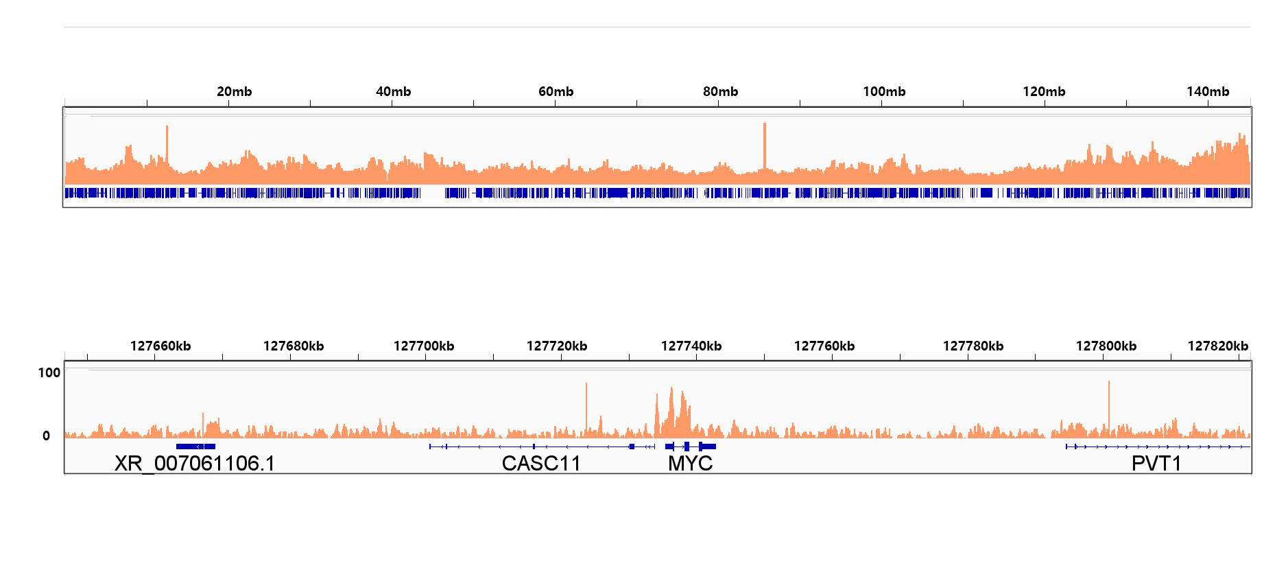 Rad21 Rabbit Monoclonal Antibody - Image 4