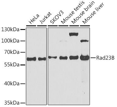 Rad23B Rabbit Polyclonal Antibody