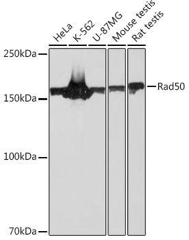Rad50 Rabbit Monoclonal Antibody
