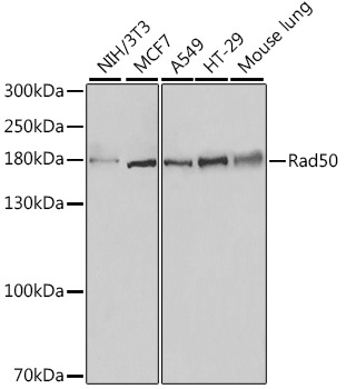Rad50 Rabbit Polyclonal Antibody