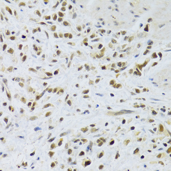 Rad50 Rabbit Polyclonal Antibody - Image 4